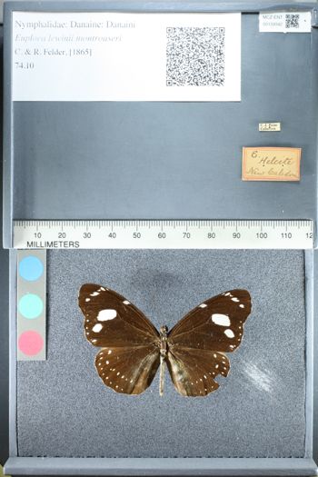 Media type: image;   Entomology 159342
